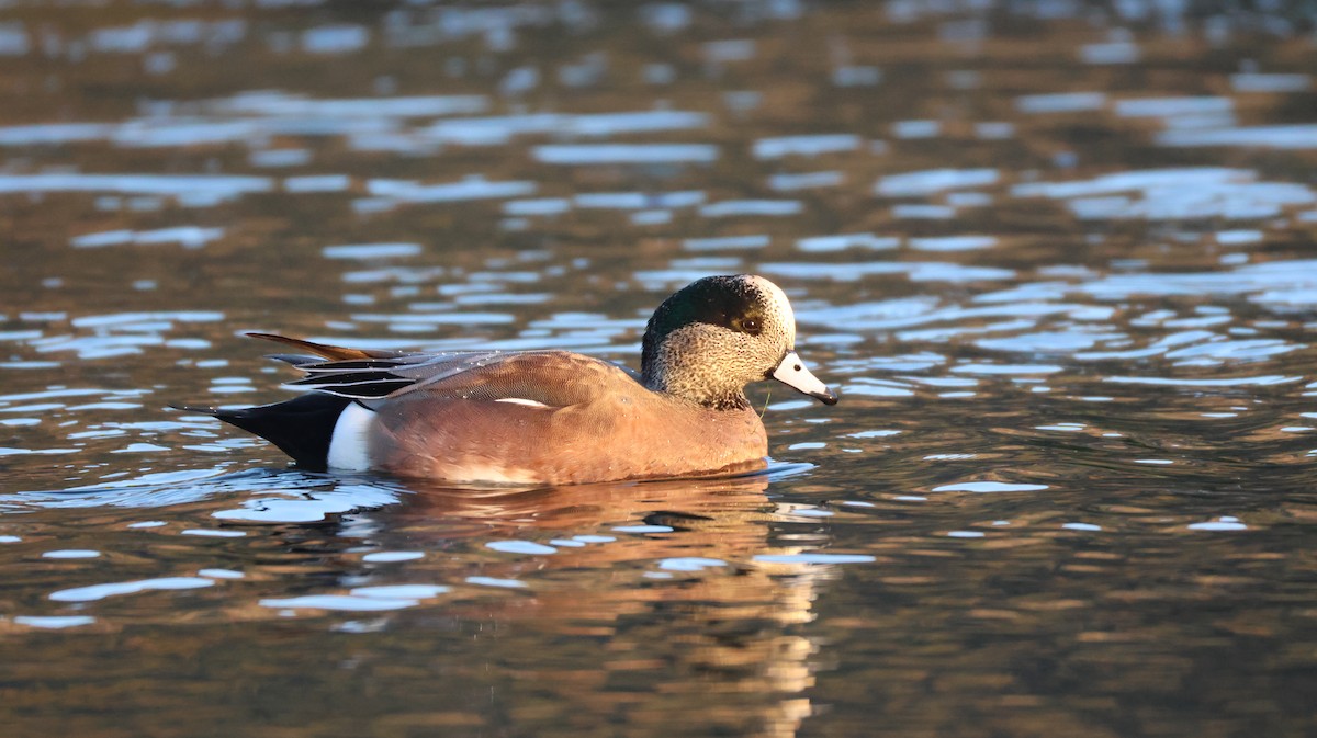 葡萄胸鴨 - ML646768096