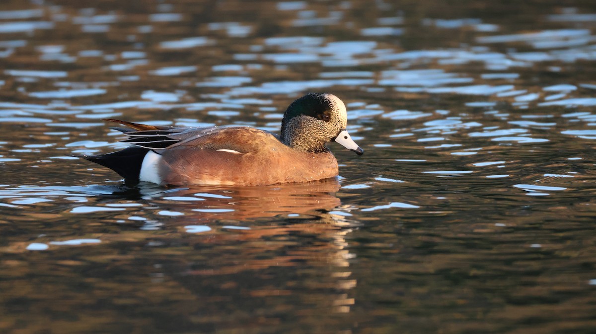 葡萄胸鴨 - ML646768097