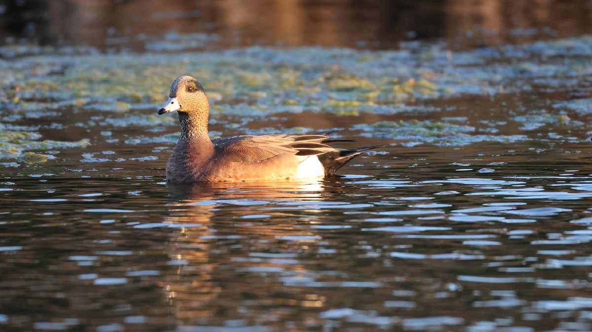 葡萄胸鴨 - ML646768098