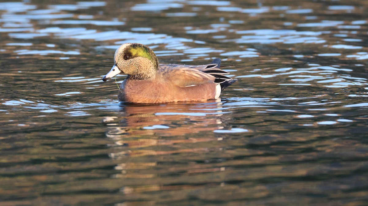 葡萄胸鴨 - ML646768099