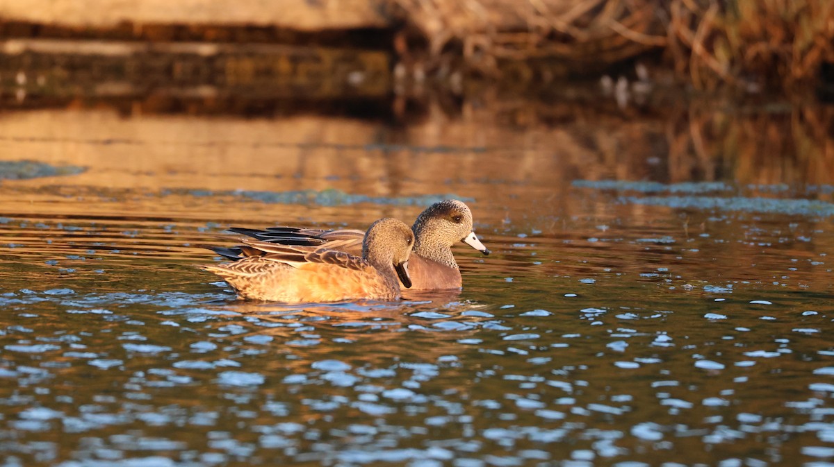 葡萄胸鴨 - ML646768100