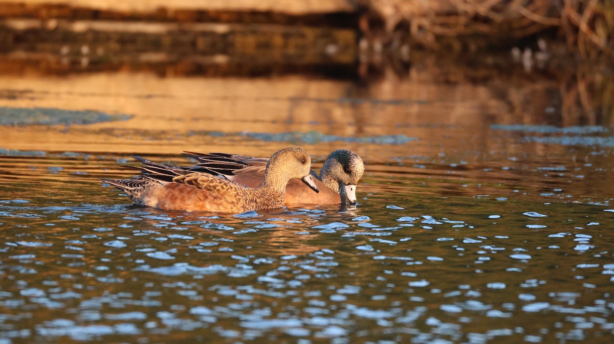 葡萄胸鴨 - ML646768101