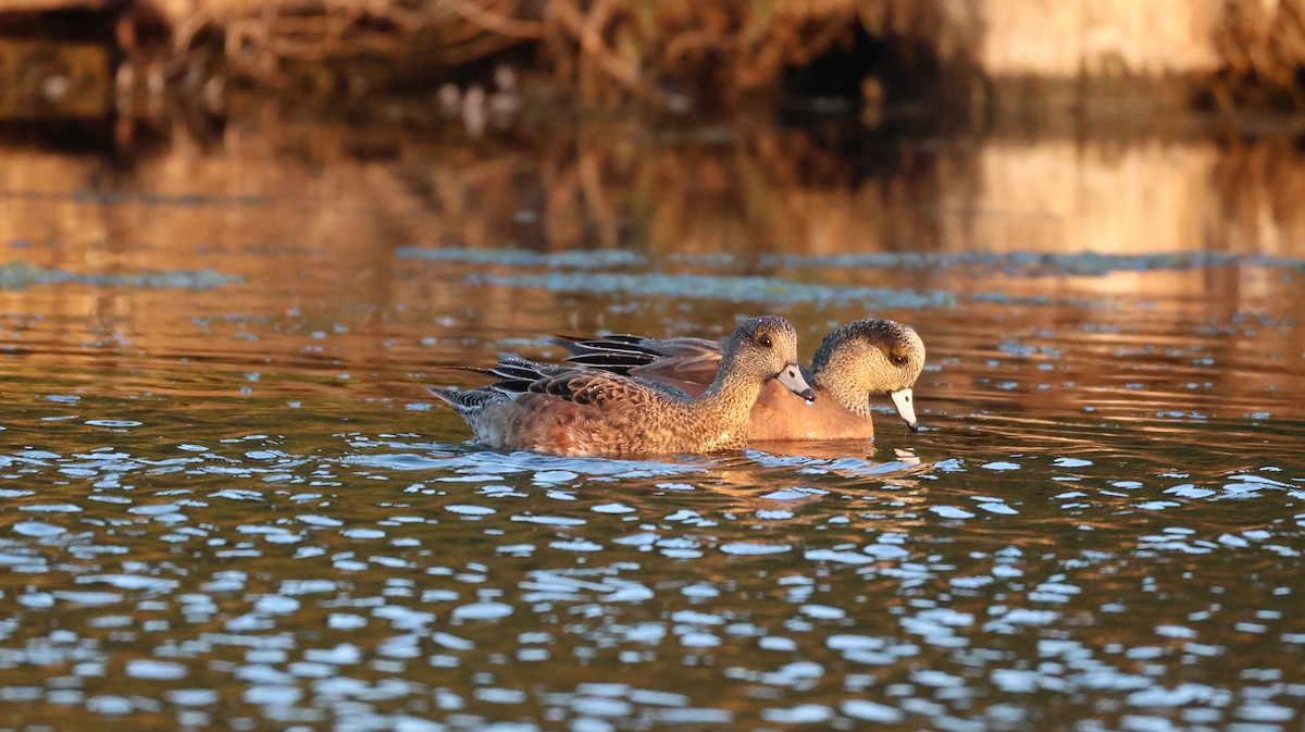 葡萄胸鴨 - ML646768102