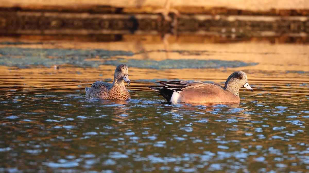 葡萄胸鴨 - ML646768103