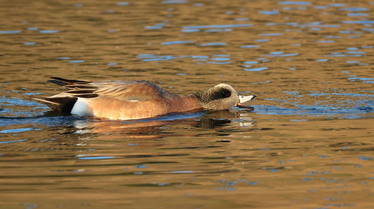 葡萄胸鴨 - ML646768104