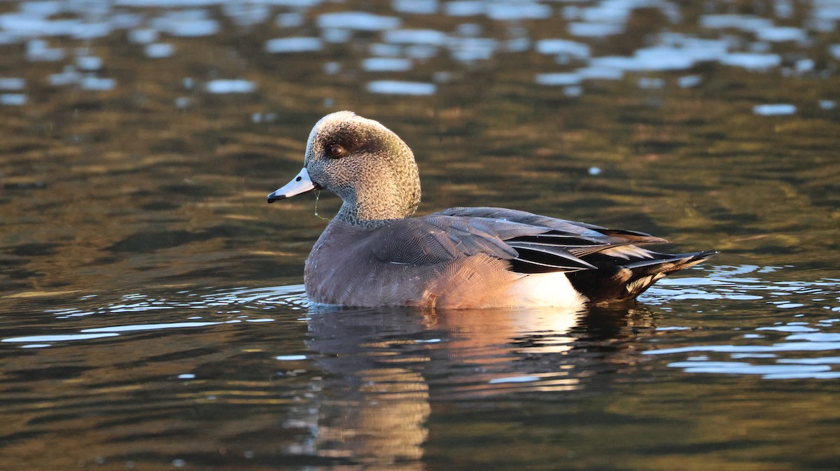 葡萄胸鴨 - ML646768105