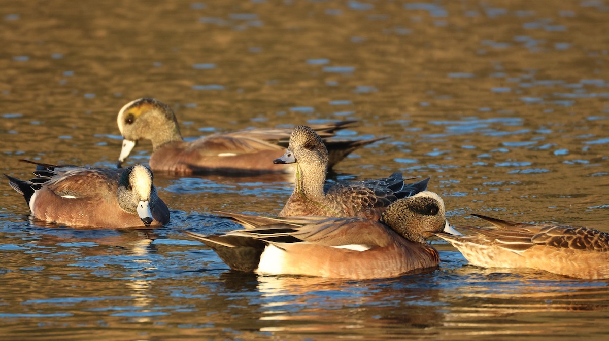 葡萄胸鴨 - ML646768106