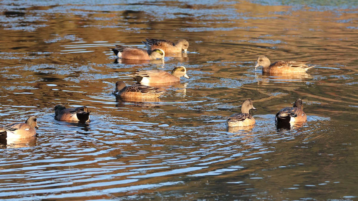 葡萄胸鴨 - ML646768107