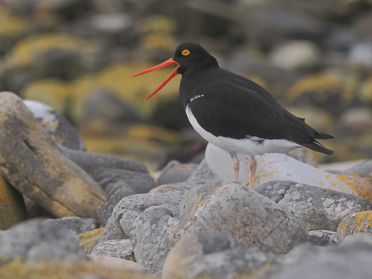 Huîtrier de Garnot - ML646768109