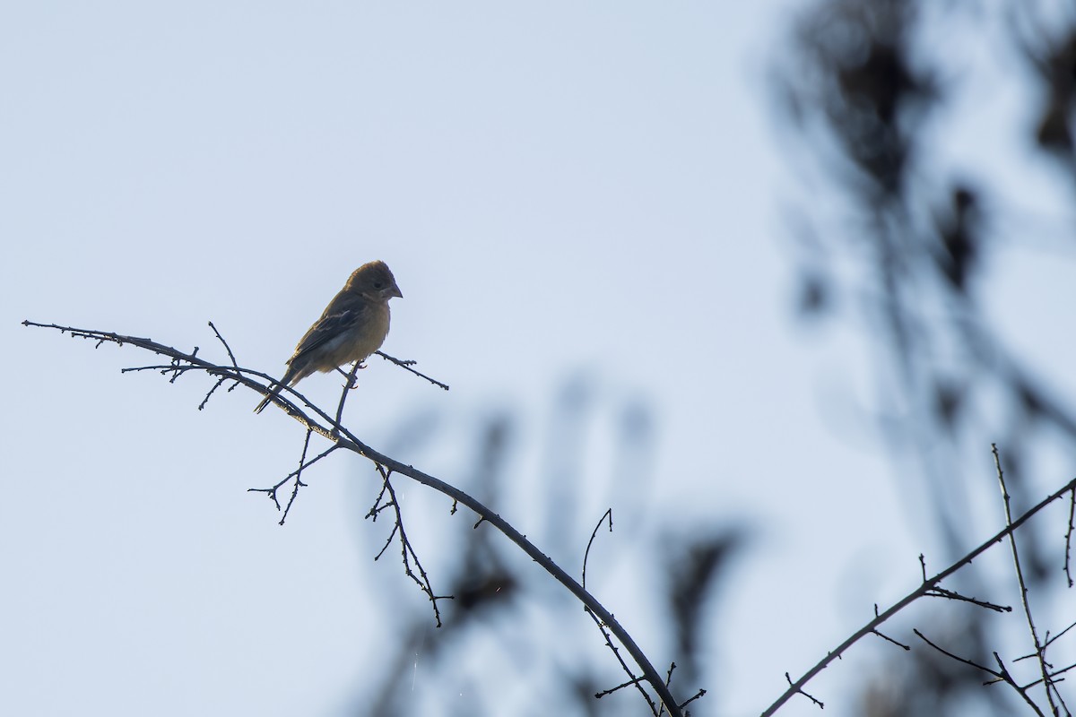 Blue Grosbeak - ML646768117