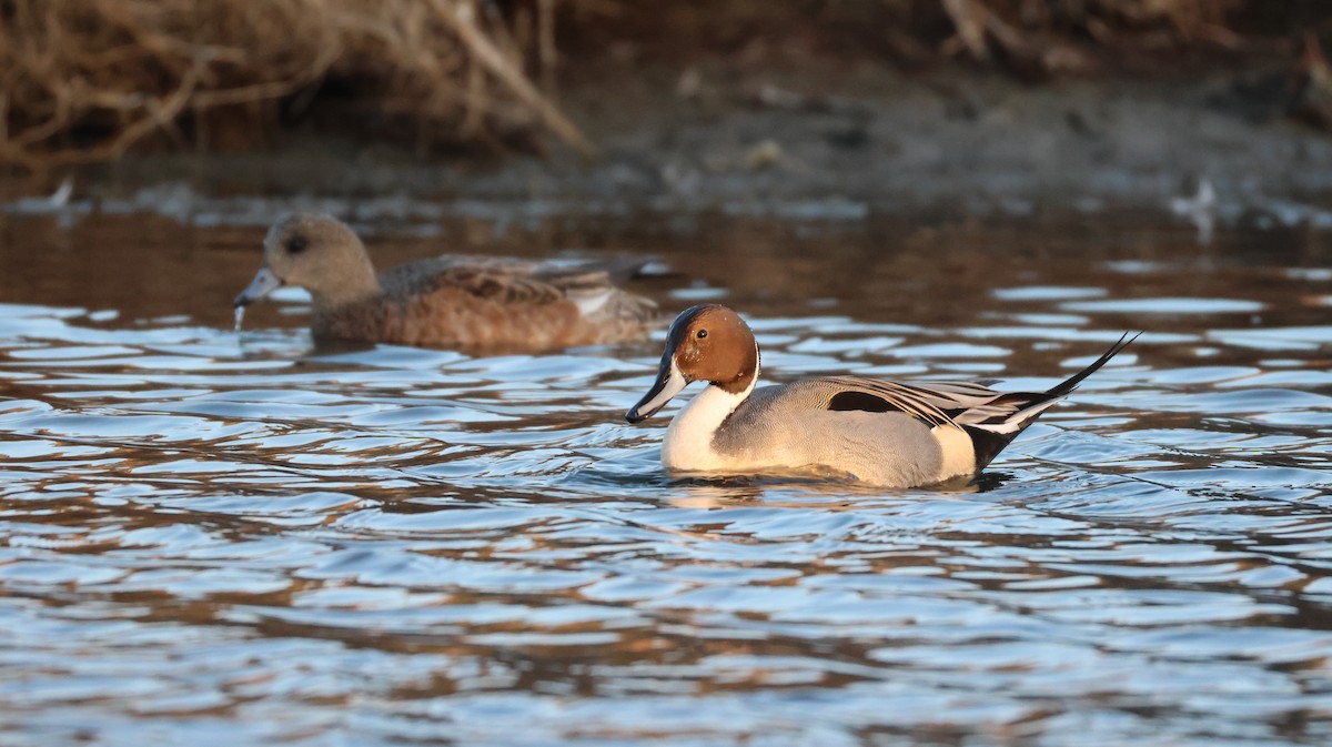 尖尾鴨 - ML646768118