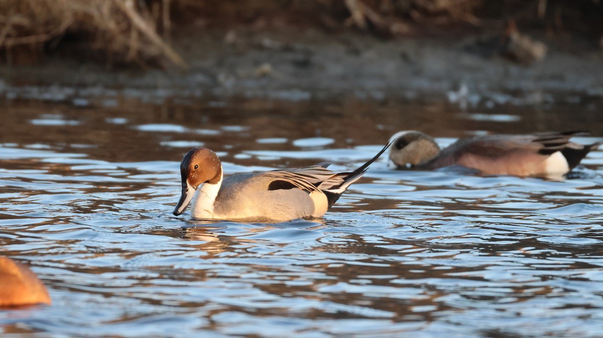 尖尾鴨 - ML646768119