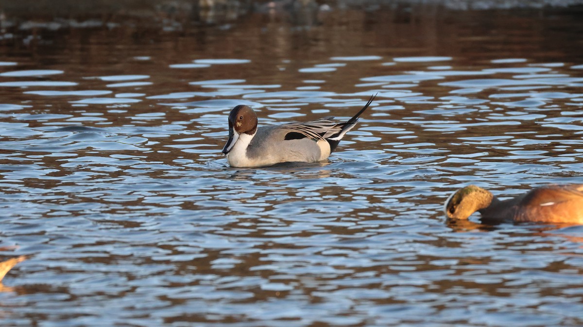 尖尾鴨 - ML646768120