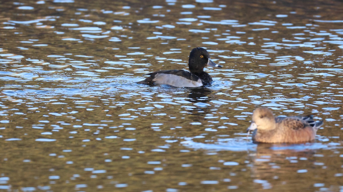 環頸潛鴨 - ML646768131
