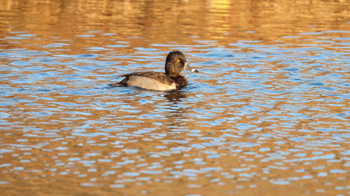 環頸潛鴨 - ML646768132