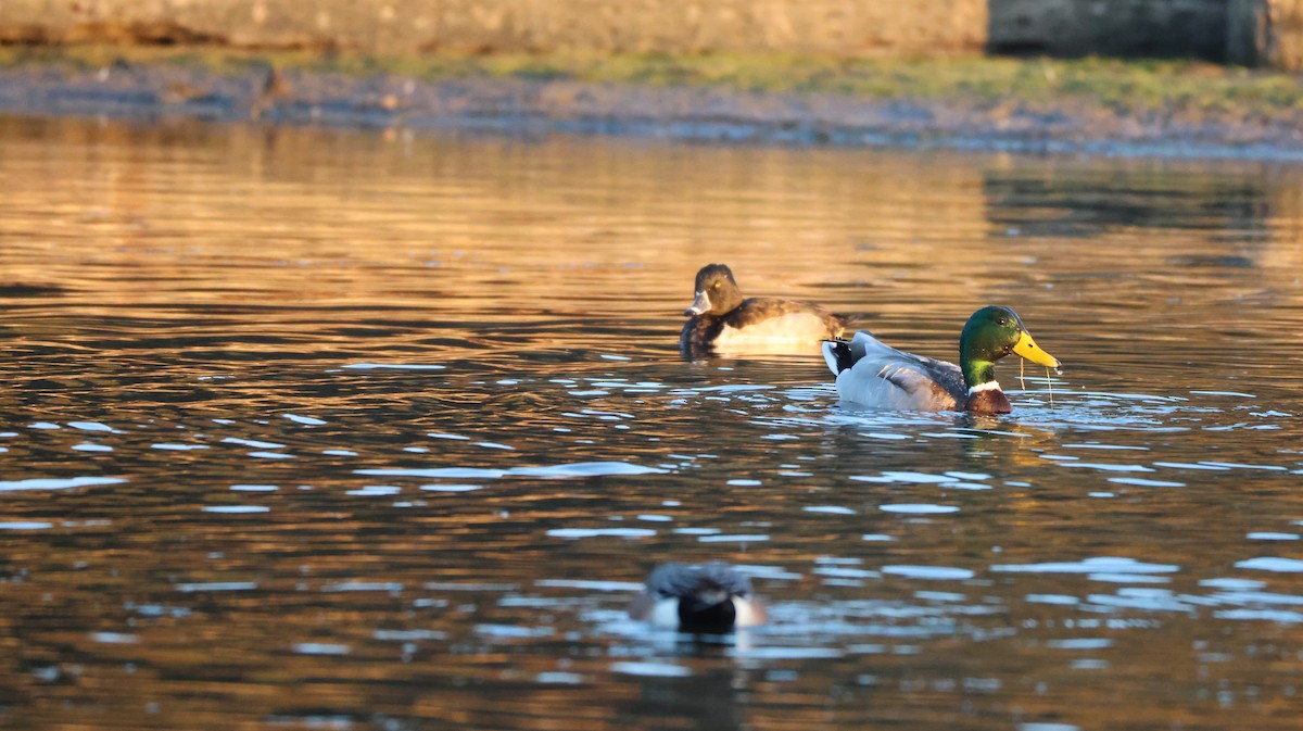 環頸潛鴨 - ML646768133