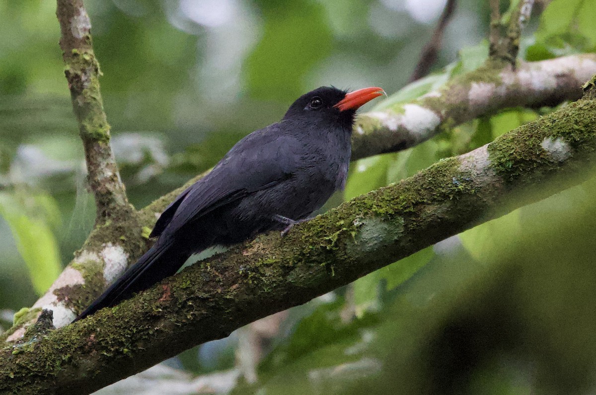 Barbacou unicolore - ML646768134