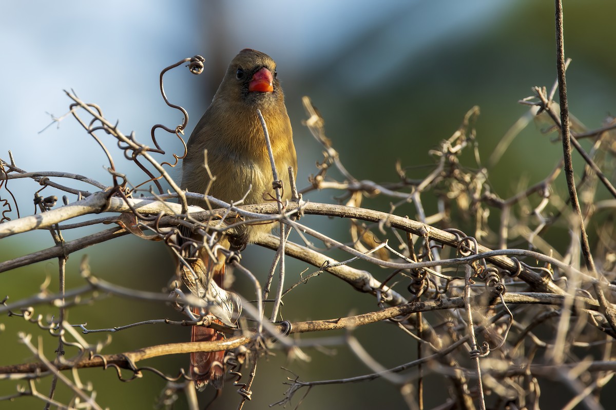 Northern Cardinal - ML646768146