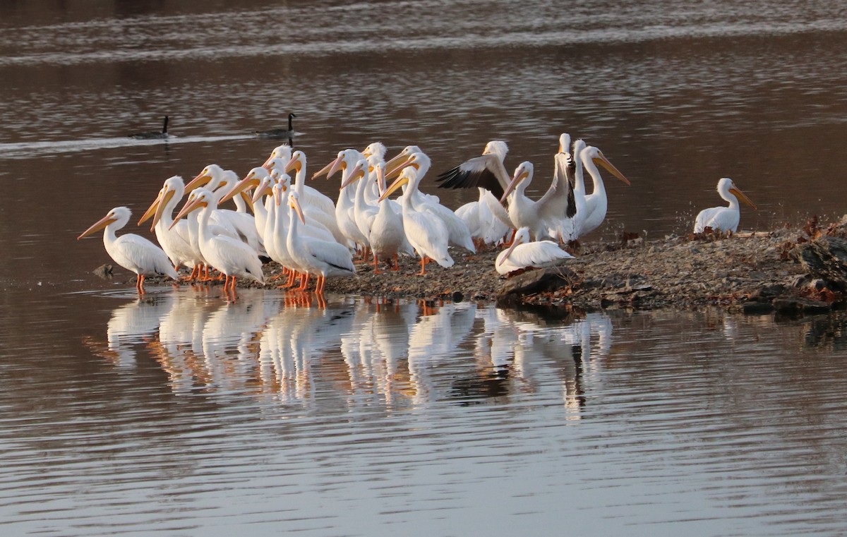 Amerika Pelikanı - ML646768147