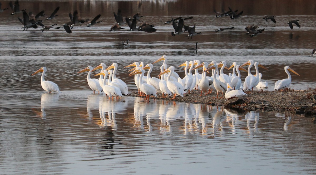 Amerika Pelikanı - ML646768148