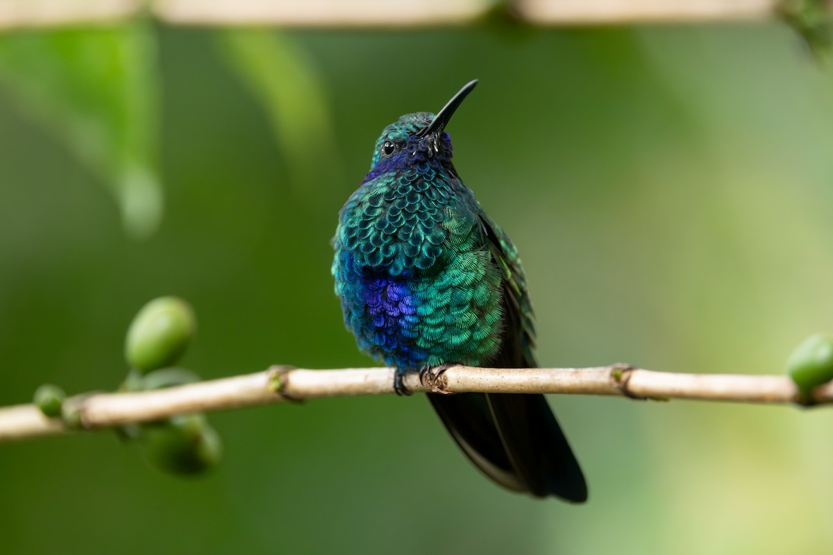 fiolørekolibri - ML646768149