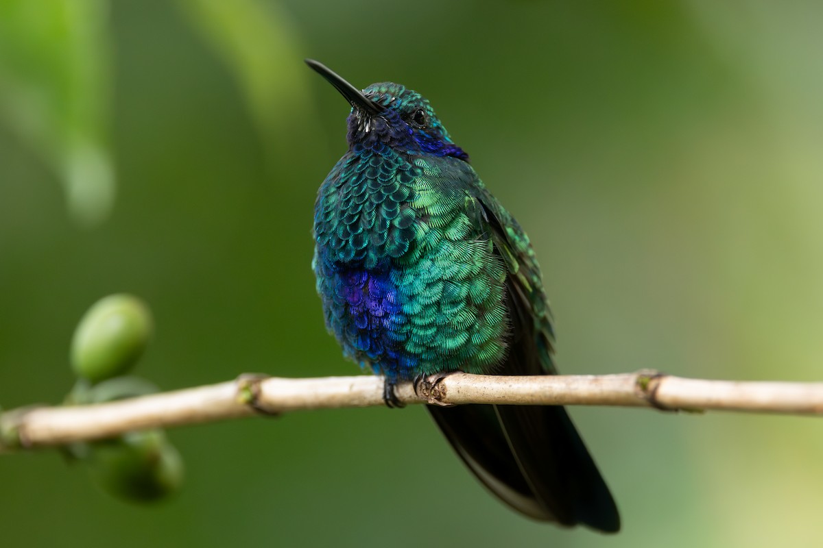 fiolørekolibri - ML646768150