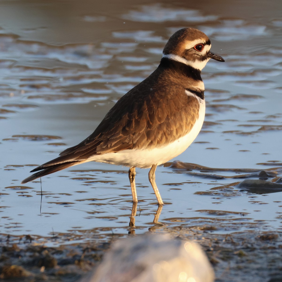 Killdeer - ML646768151