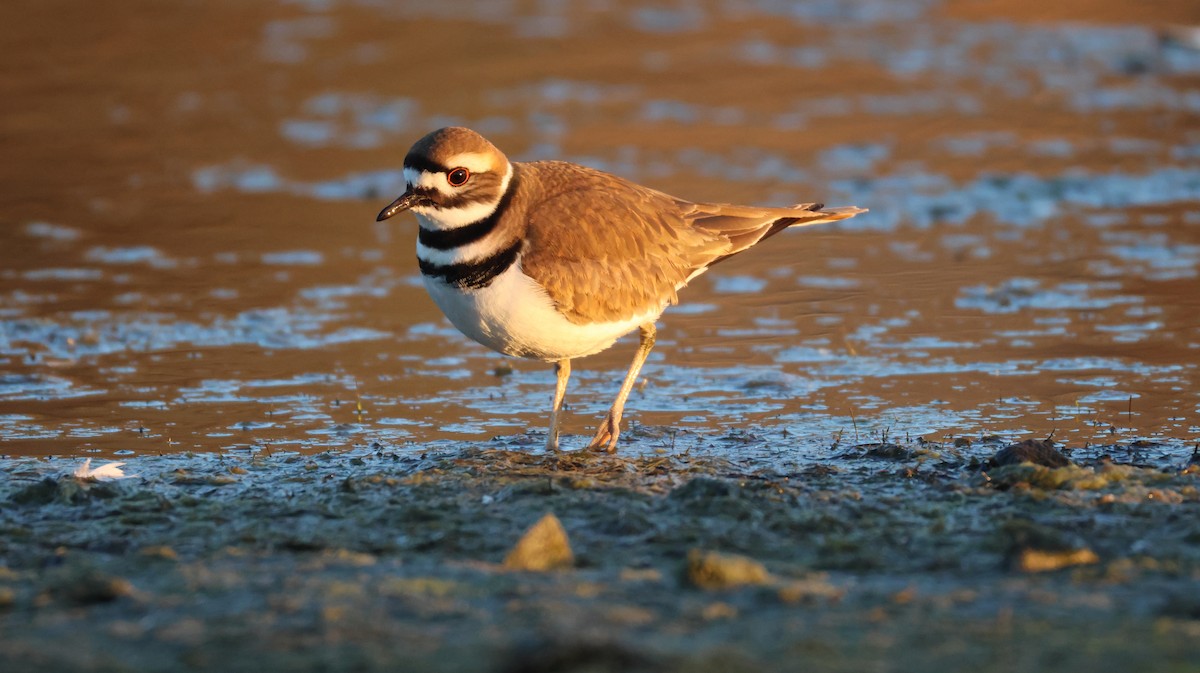 Killdeer - ML646768153