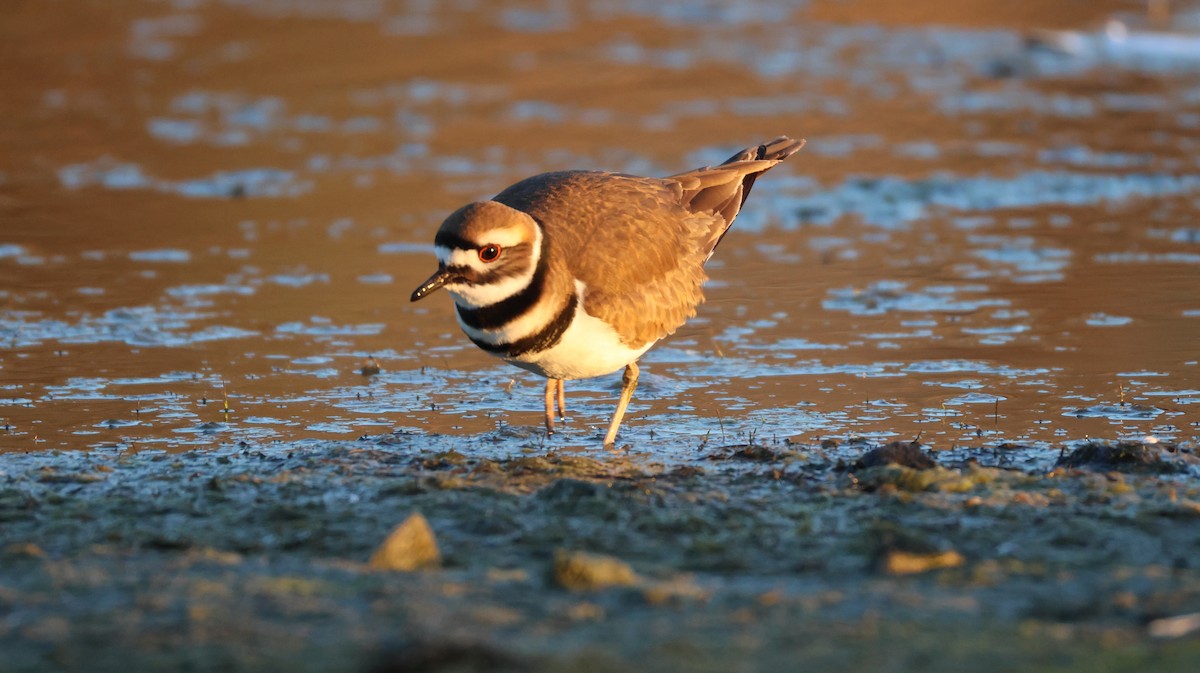 Killdeer - ML646768154