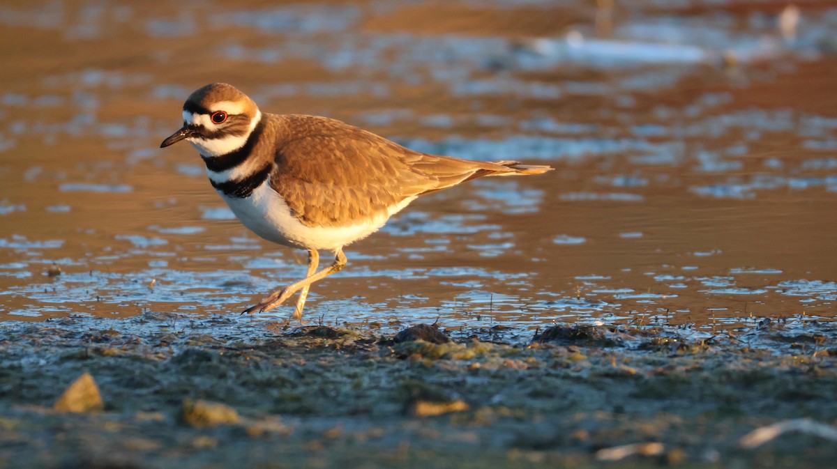 Killdeer - ML646768155