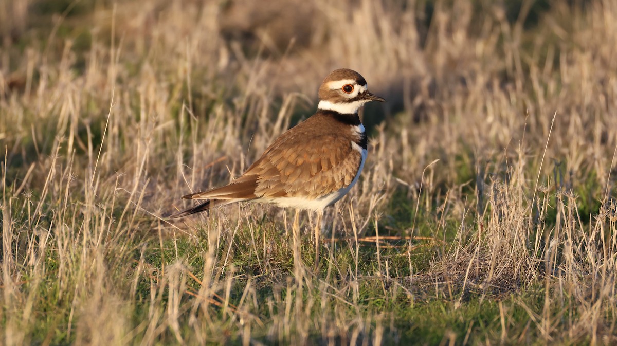 Killdeer - ML646768156