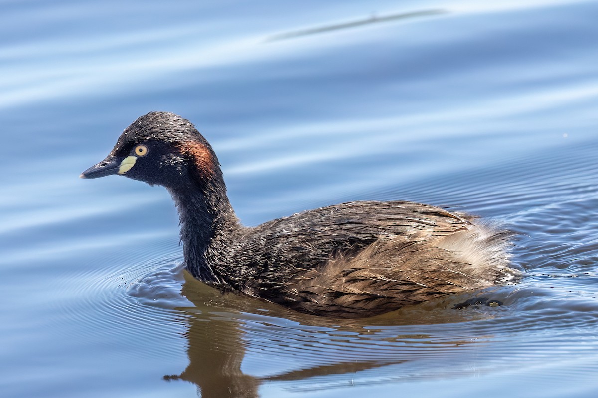Australasian Grebe - ML646768157
