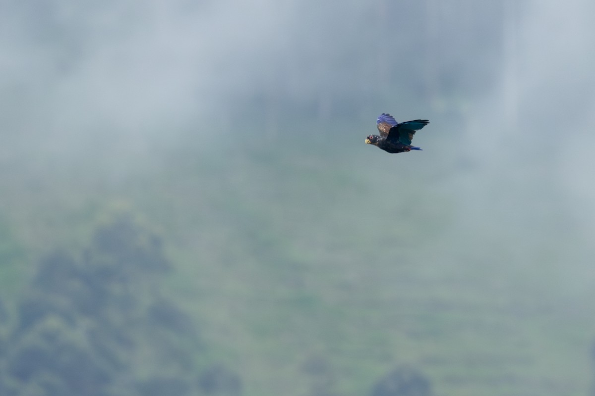 Bronze-winged Parrot - ML646768159