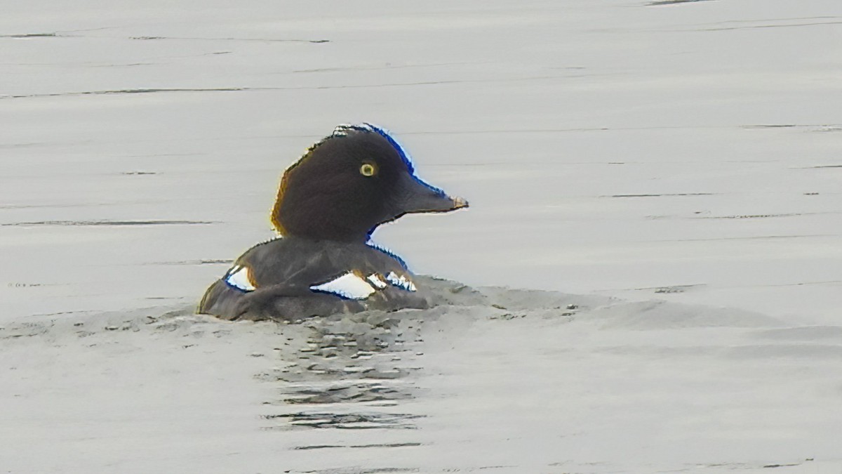 Schellente - ML646768160