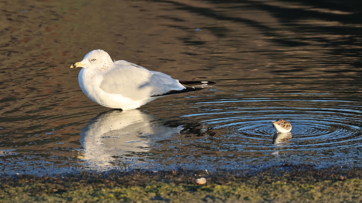 Ring-billed Gull - ML646768162