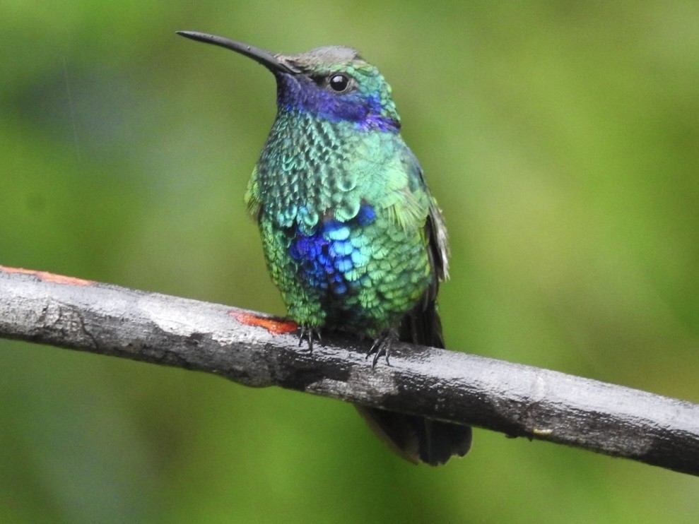 fiolørekolibri - ML646768164