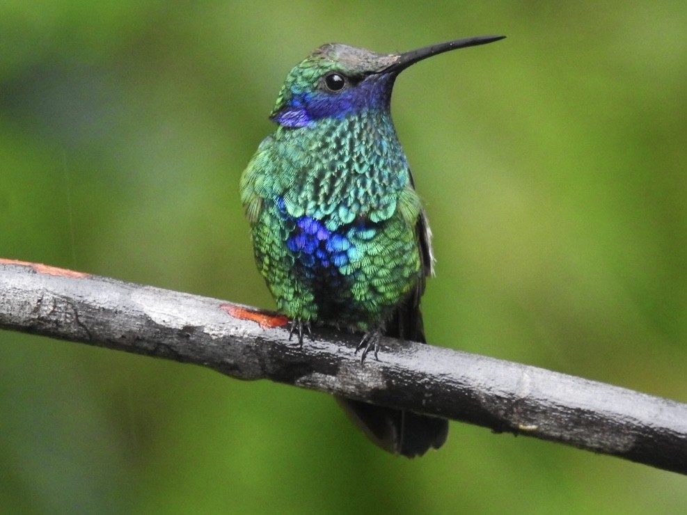 fiolørekolibri - ML646768165