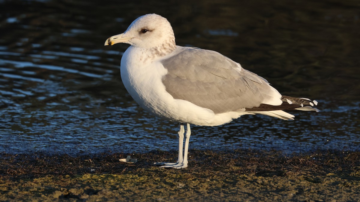 Goéland de Californie - ML646768168