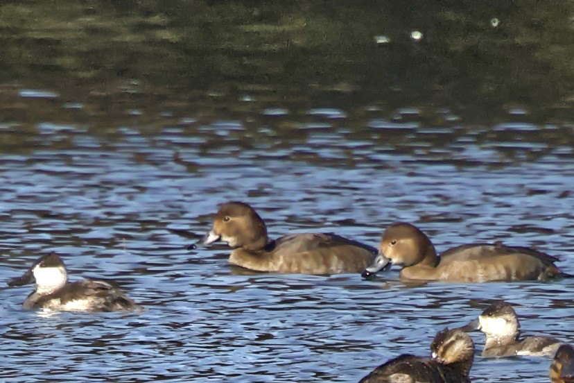 Redhead - ML646768170