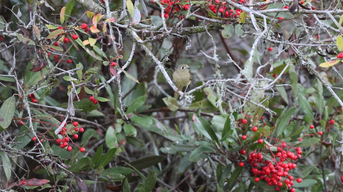 Ruby-crowned Kinglet - ML646768174