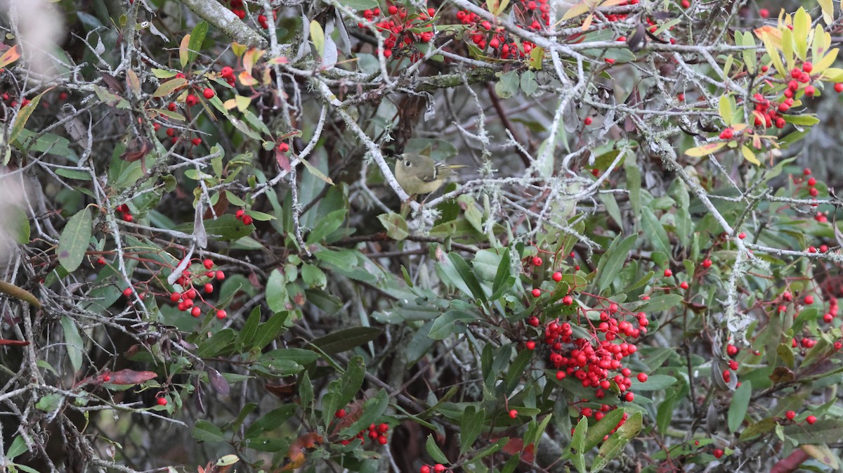 Ruby-crowned Kinglet - ML646768175