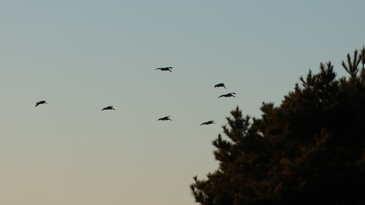 Brown Pelican - ML646768186