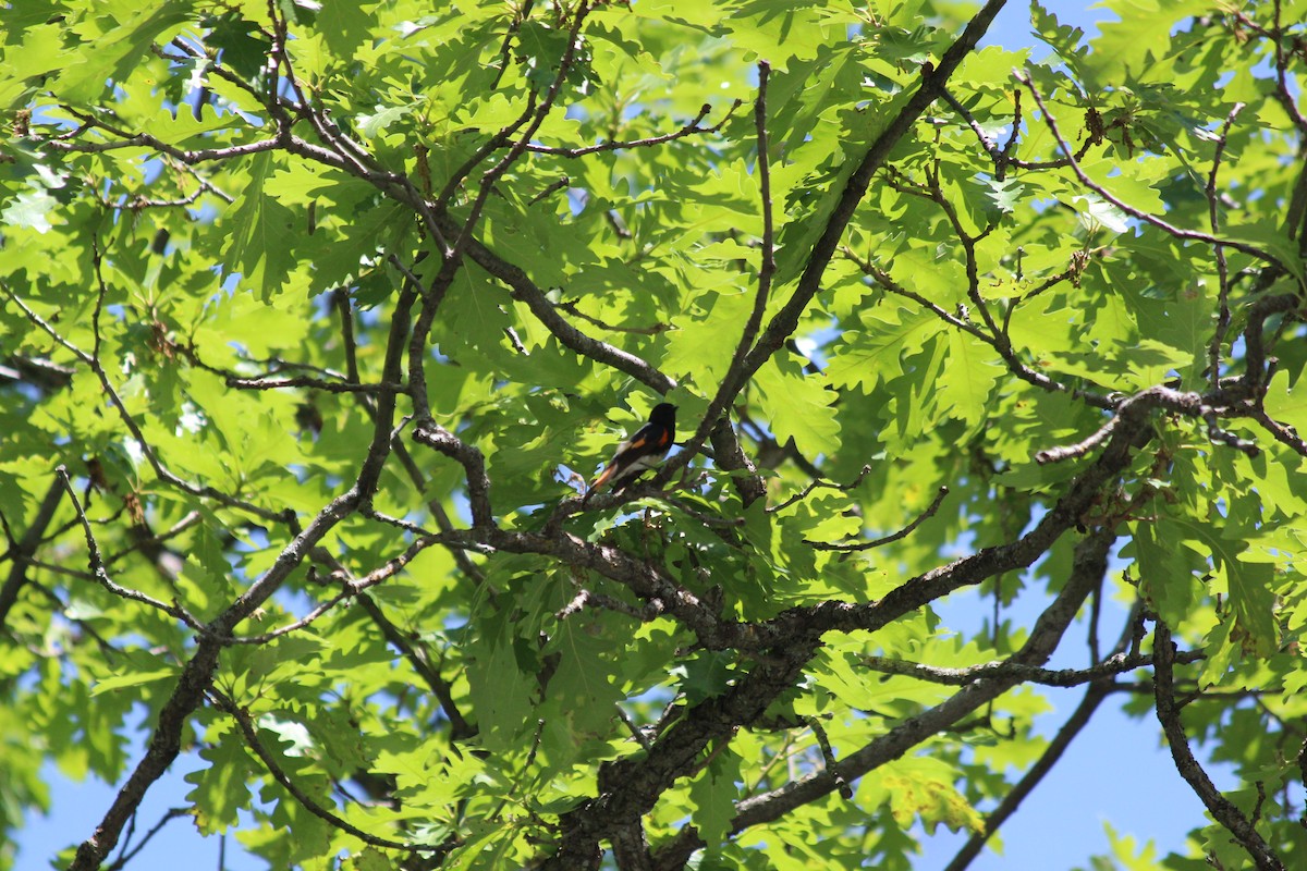 סבכון חכלילי - ML646768191