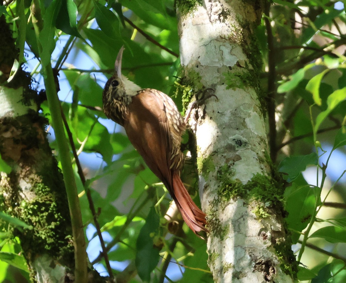 Scalloped Woodcreeper - ML646768196