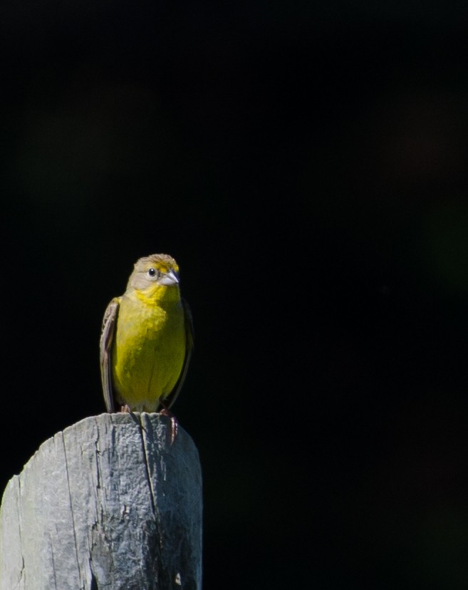 Grassland Yellow-Finch - ML646768199