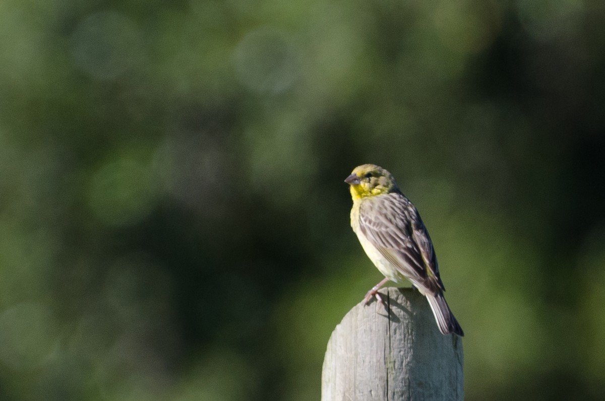 Grassland Yellow-Finch - ML646768200
