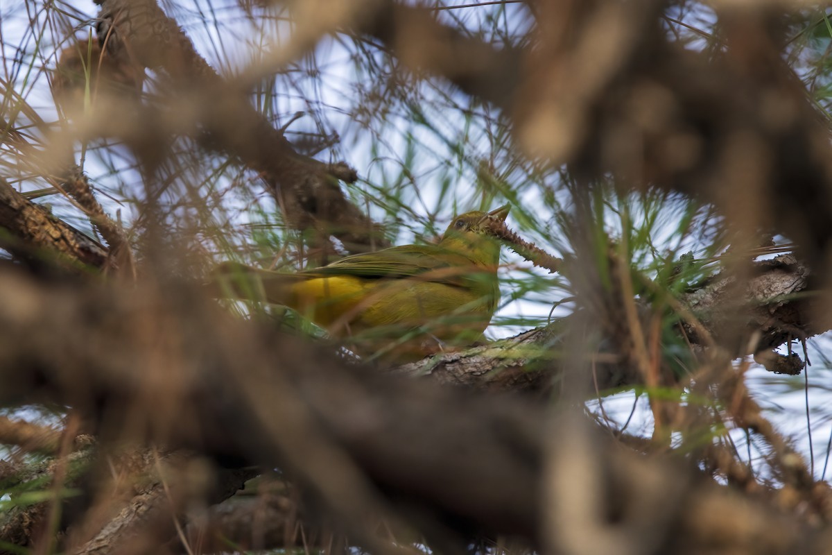 Summer Tanager - ML646768203