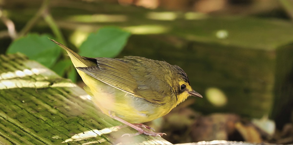 kentuckyparula - ML646768205