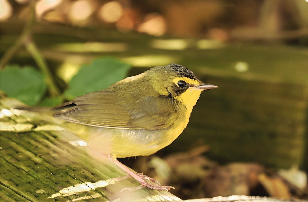 kentuckyparula - ML646768206