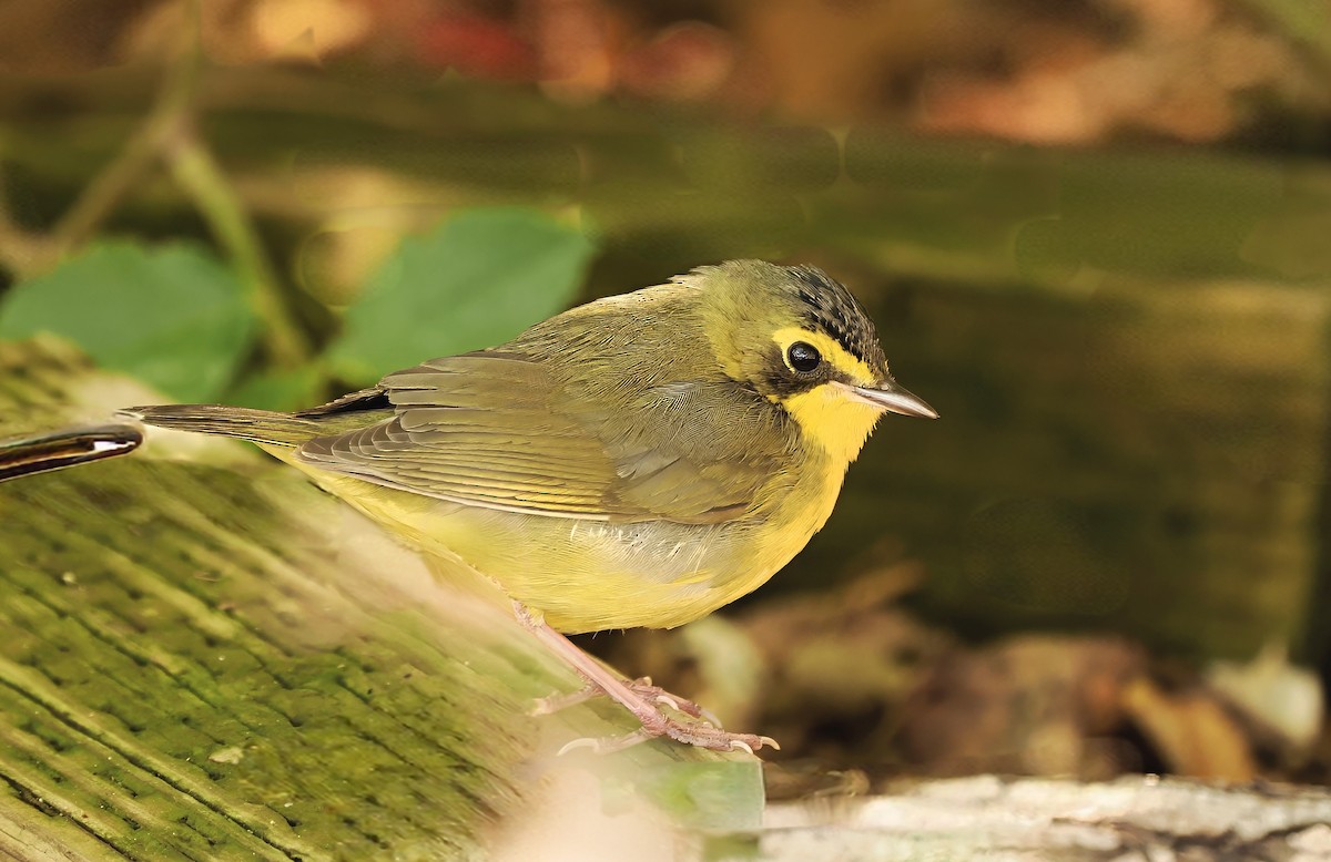 kentuckyparula - ML646768207